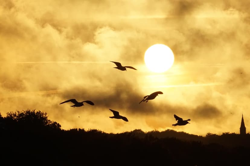 Seagulls fly in silhouette against a glowing orange sun and scattered clouds above a dark distant treeline.