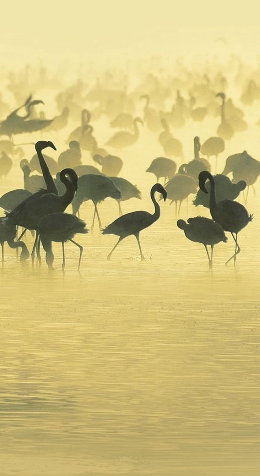 Flamingos stand in shallow water as silhouettes against a hazy golden sunrise with soft mist reflecting on surface.
