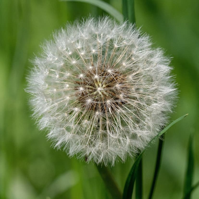 White dandelion seed head with intricate feathery textures against a soft emerald green bokeh background.