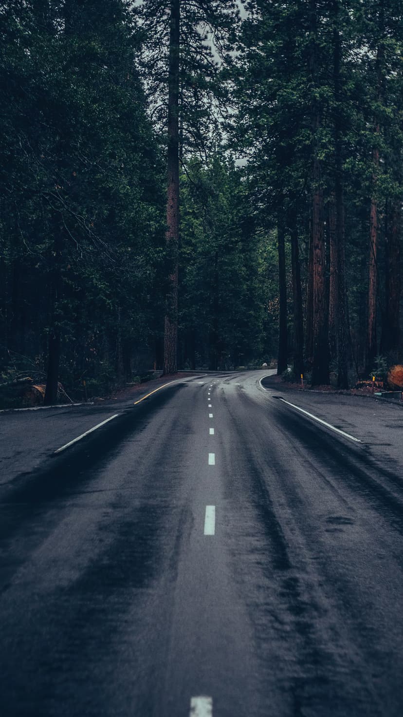 Damp asphalt road winds through towering dark evergreen trees under a moody sky in a portrait orientation.