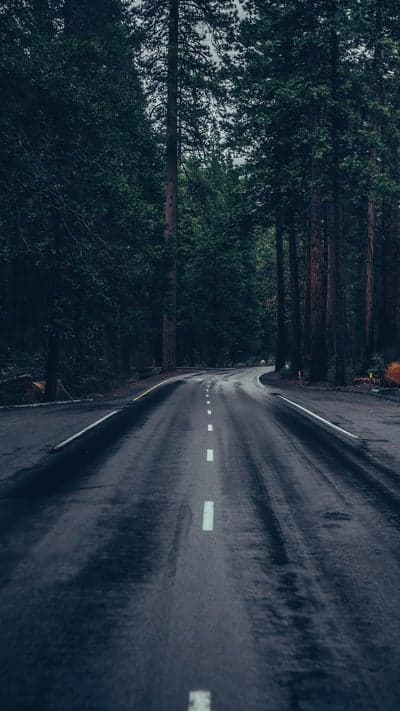 Forest Drive - Wet Pavement