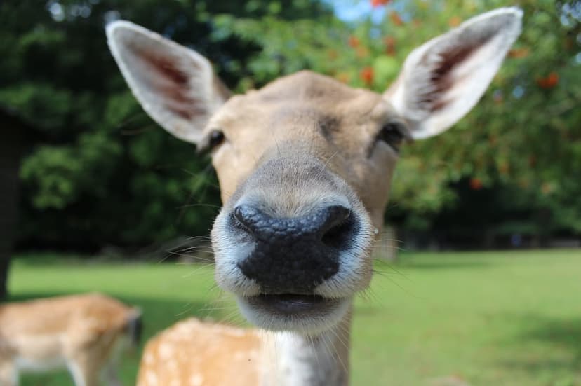 Brown deer face with a wet nose and large ears against a blurred green forest background in a close-up shot.