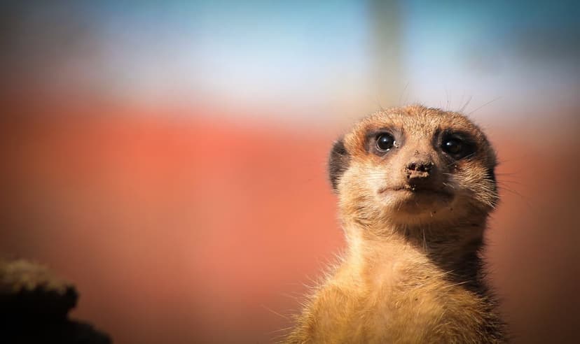 Meerkat with dark expressive eyes looks up, illuminated by soft light against a blurred orange and blue background.