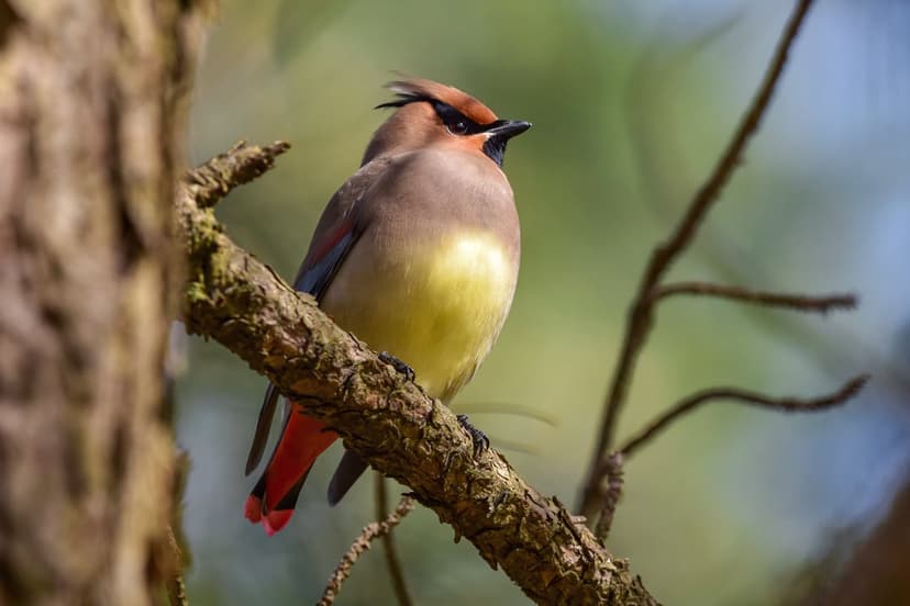 Cedar Waxwing bird with a black mask and yellow belly perches on a branch against a blurred green forest background.