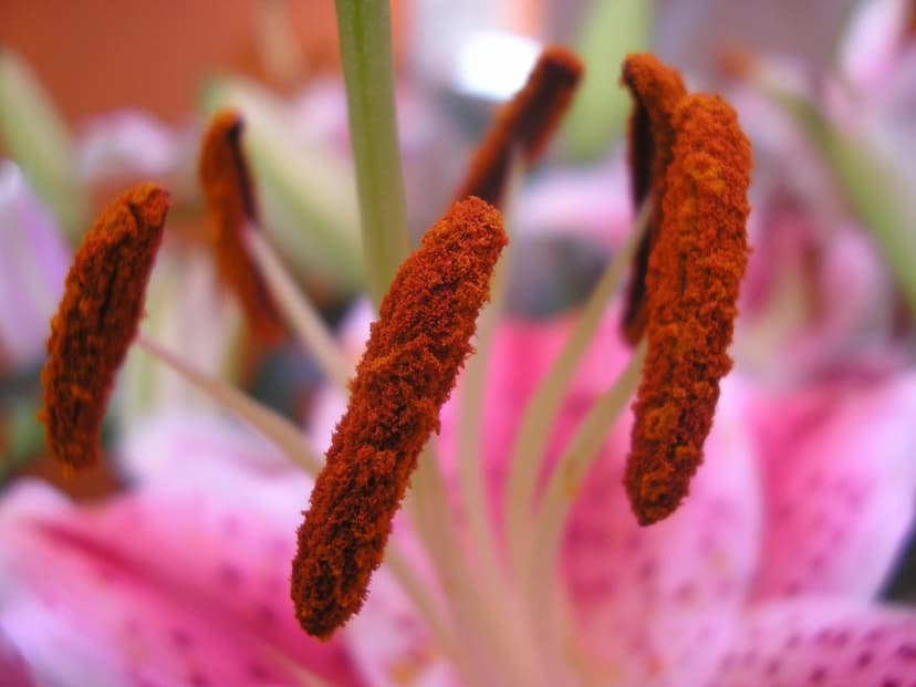 Orange pollen grains cling to a textured lily stamen against a blurred pink background in a macro floral shot.