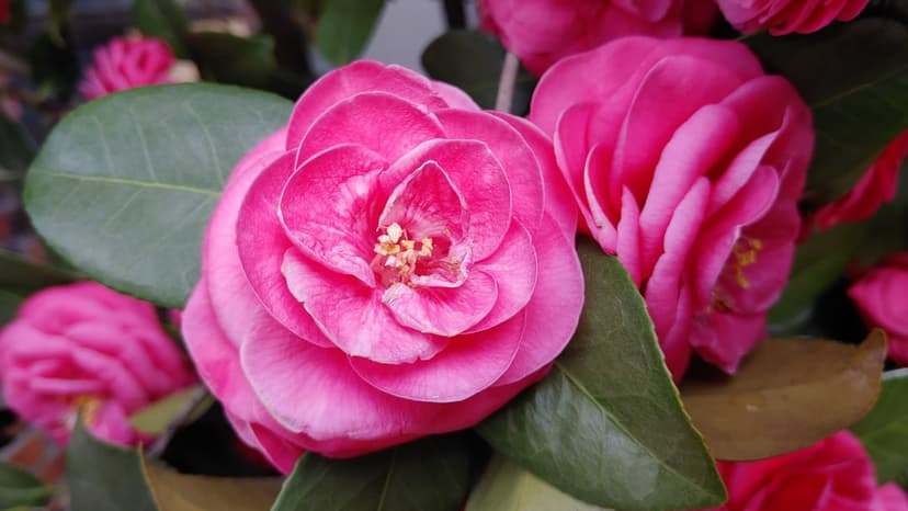 Pink camellia flower with layered petals and green leaves shown in a close-up botanical macro photography shot.