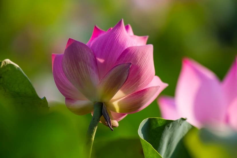Pink lotus flower with unfurling petals glows under warm sunlight against a blurred green leaf background.