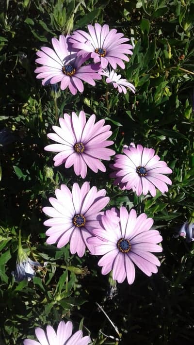 Pink Osteospermum Flowers in Sunlight