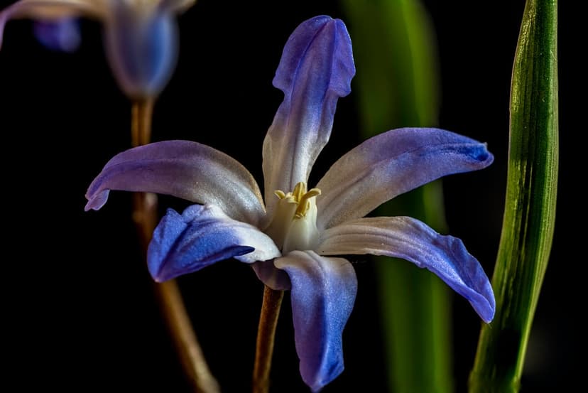 Starflower petals with a blue and white gradient surround a yellow stamen against a dark, blurred background.