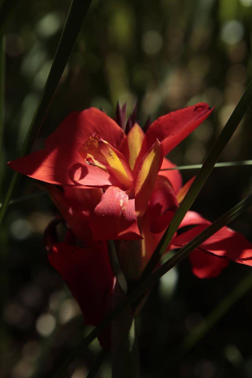 Red Canna Lily bloom with sunlit petals and yellow accents stands against a blurred dark green garden background.
