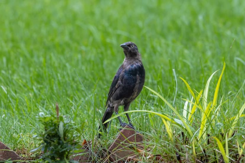 Black grackle bird with shimmering purple feathers stands on a red brick surrounded by blurred green meadow grass.