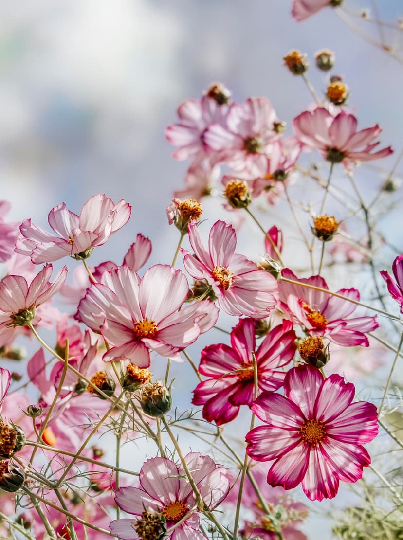 Pink and white cosmos flowers with yellow centers bloom against a blurred sky background in soft natural light.