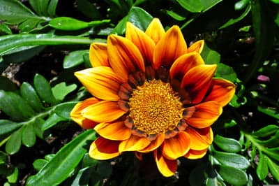Radiant Orange Gazania Flower Backdrop for Mobile Screens