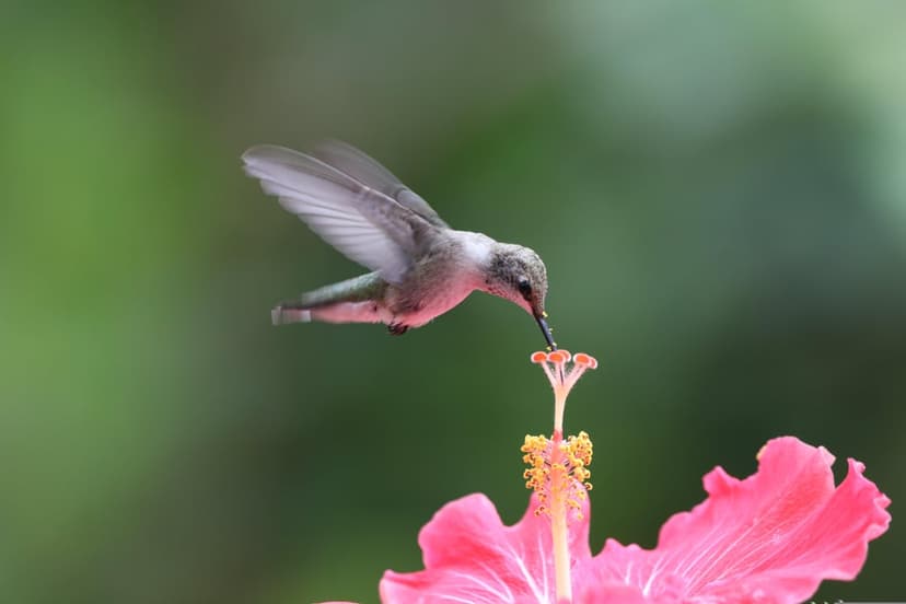 Hummingbird hovering near a pink hibiscus flower with blurred green leaves in a vertical nature background.