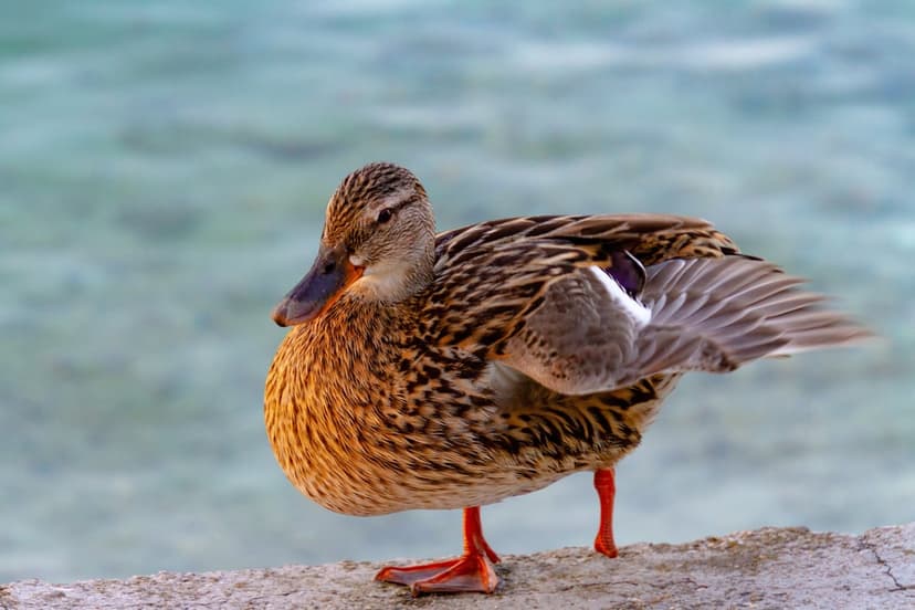 Female mallard duck with mottled brown feathers and orange feet stands on a rock ledge near blurred blue water.