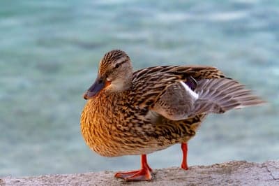 Female Mallard Duck Standing on Ledge Near Water