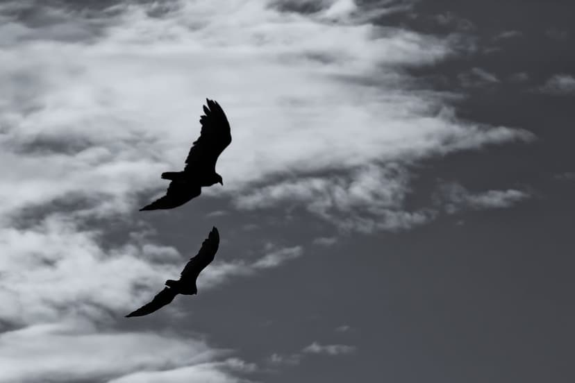 Two large birds with wings spread wide fly as dark silhouettes against a backdrop of heavy, textured clouds.