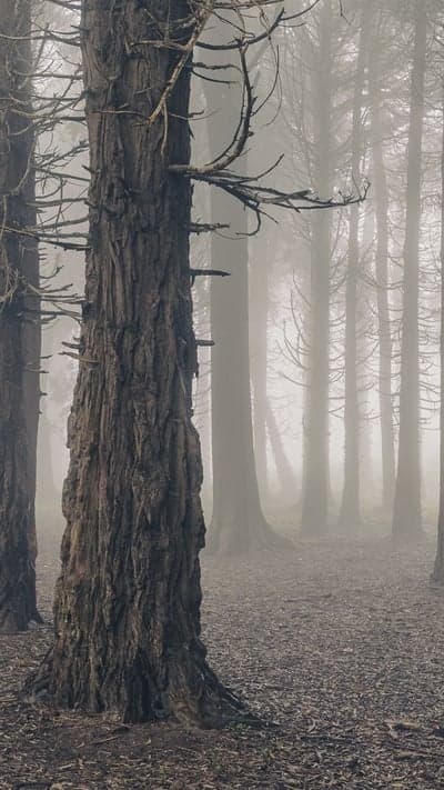 Mist-Shrouded Woods- A Silent Forest