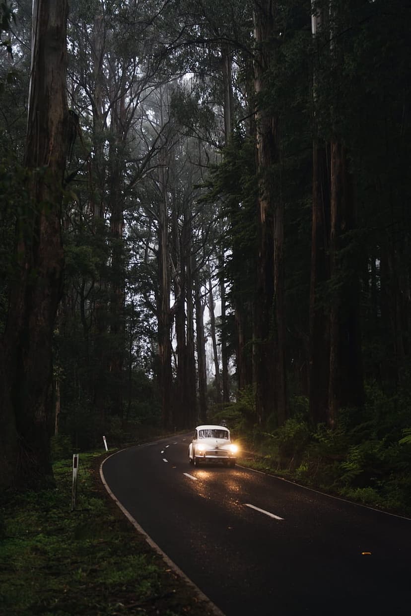 White classic car with glowing headlights driving on a wet road through a foggy forest of giant redwood trees.