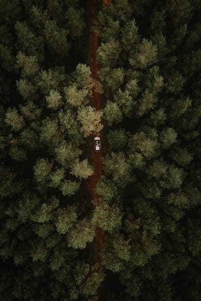 Aerial Pine Forest Road and White Car Phone Wallpaper