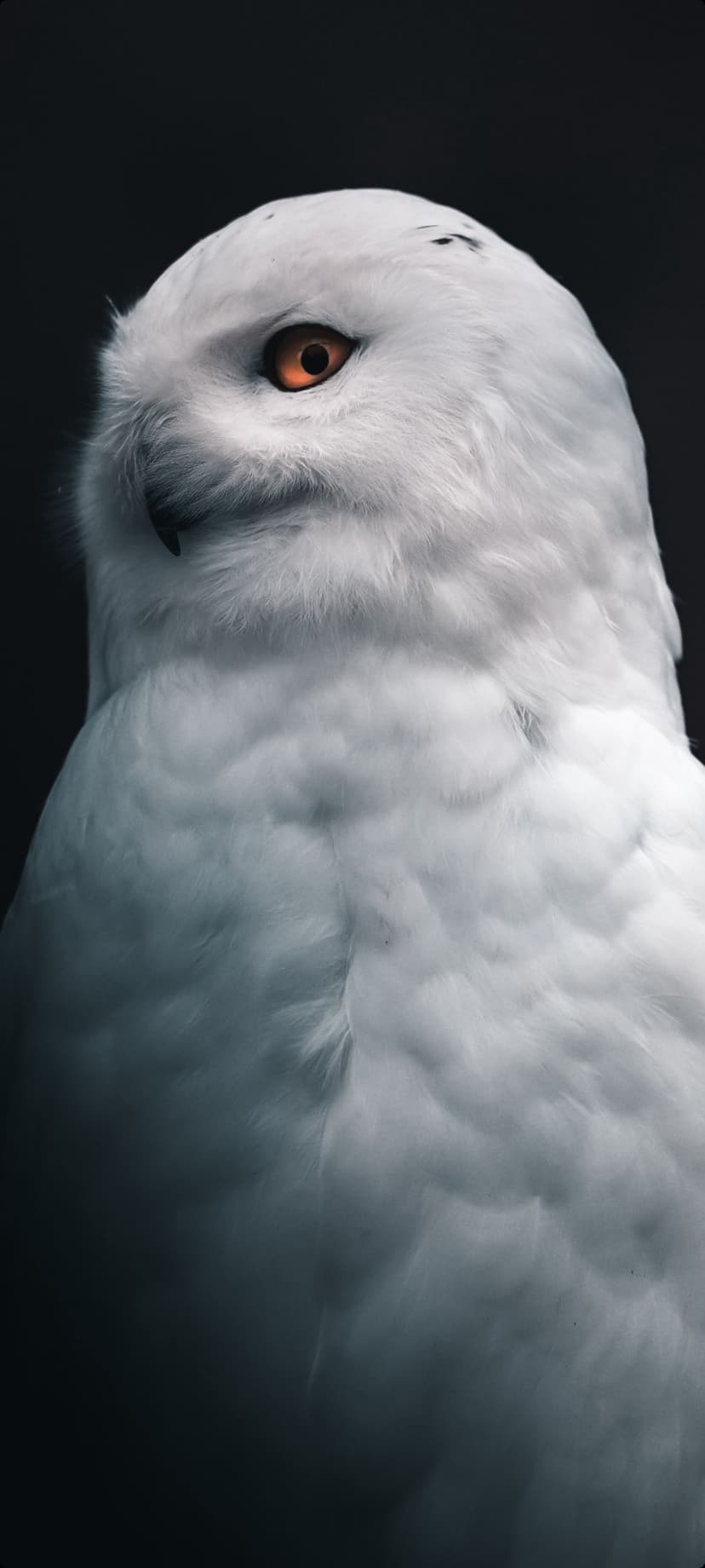 Snowy owl eye with a vivid orange iris and black pupil surrounded by soft white plumage on a dark background.