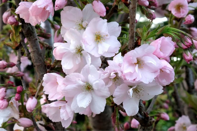 Pale pink sakura blossoms with soft petals and green leaves bloom on a branch against a blurred garden backdrop.