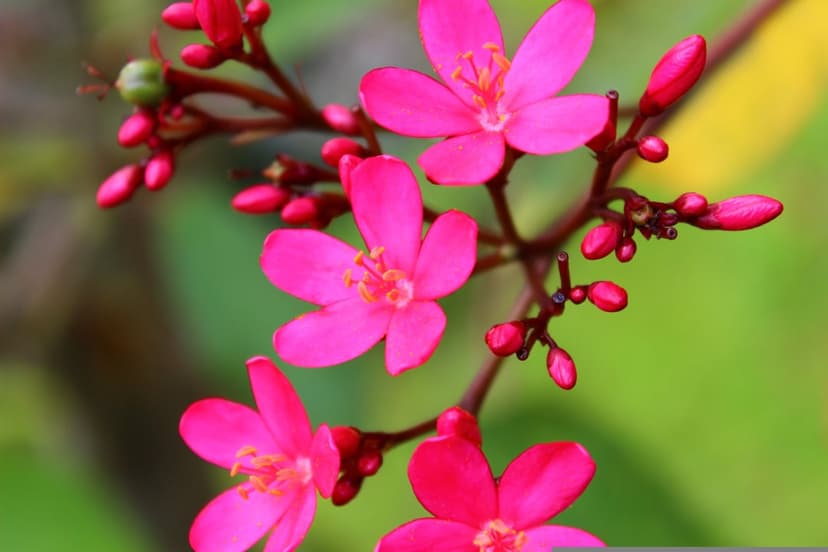 Pink flower petals with fine textures stand out against a blurred green and yellow summer garden background.