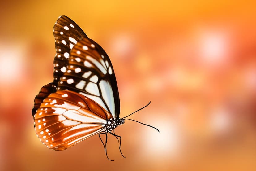 Monarch butterfly with orange and black wings perched on a stem against a blurred warm sunlit background.
