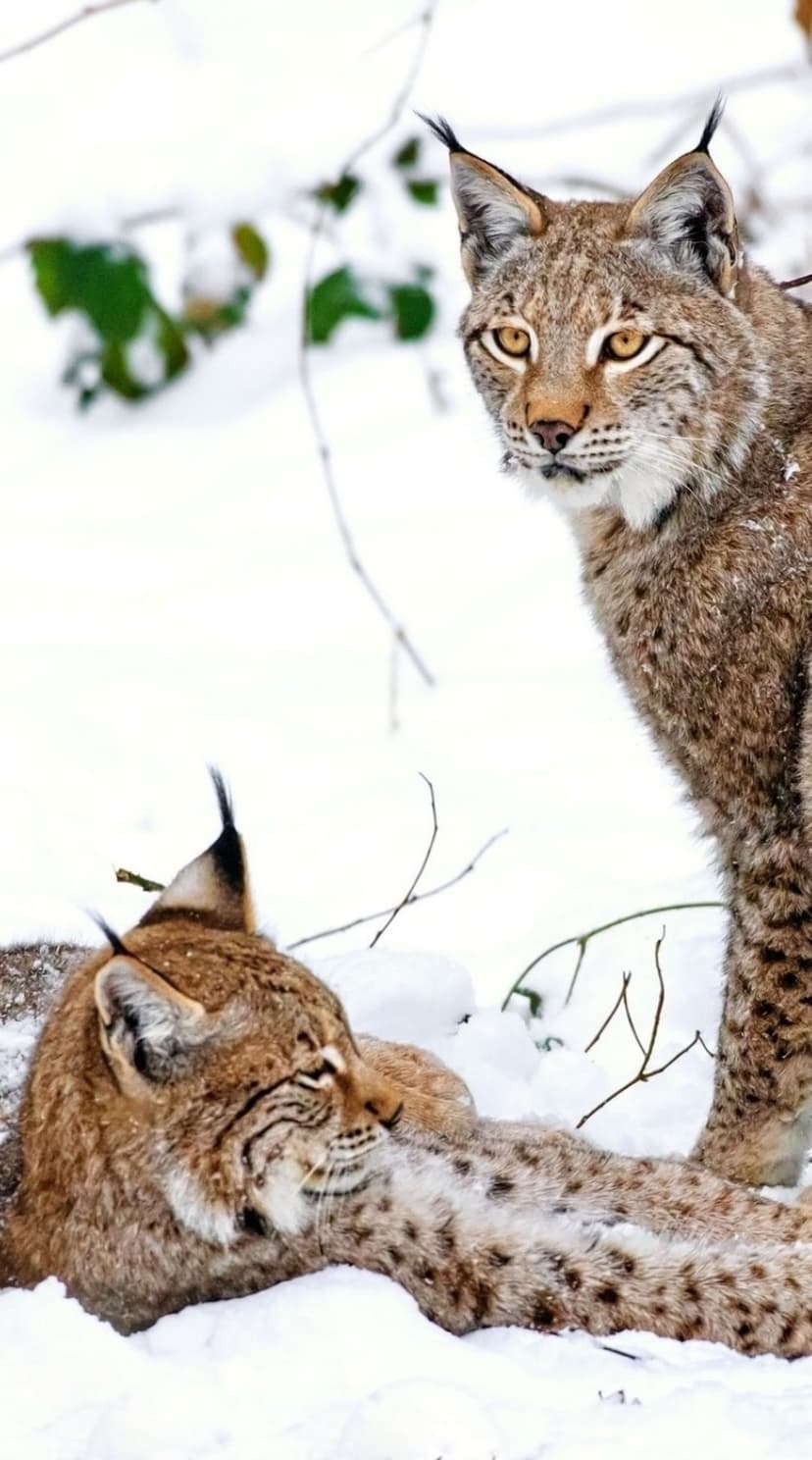 Two Eurasian lynx with spotted coats and tufted ears rest in heavy snow within a frosted winter pine woodland.