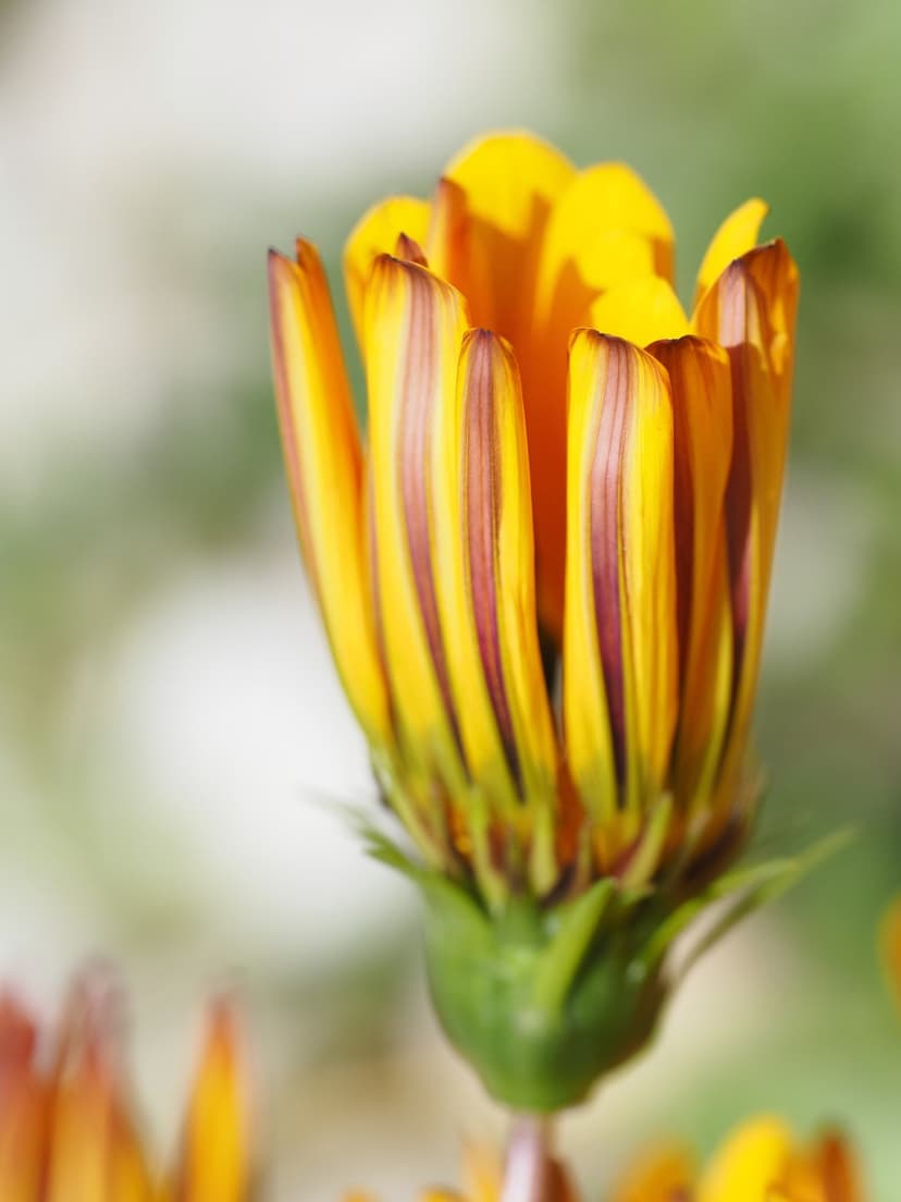 Yellow daisy bud with maroon stripes shows intricate petal textures against a soft green blurred background.