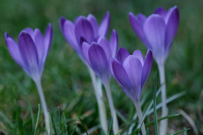 Purple crocus flowers with orange stamens bloom in tall green grass under soft natural light in a close-up view.
