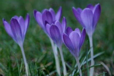 Close-up of Purple Crocus Flowers in Green Grass