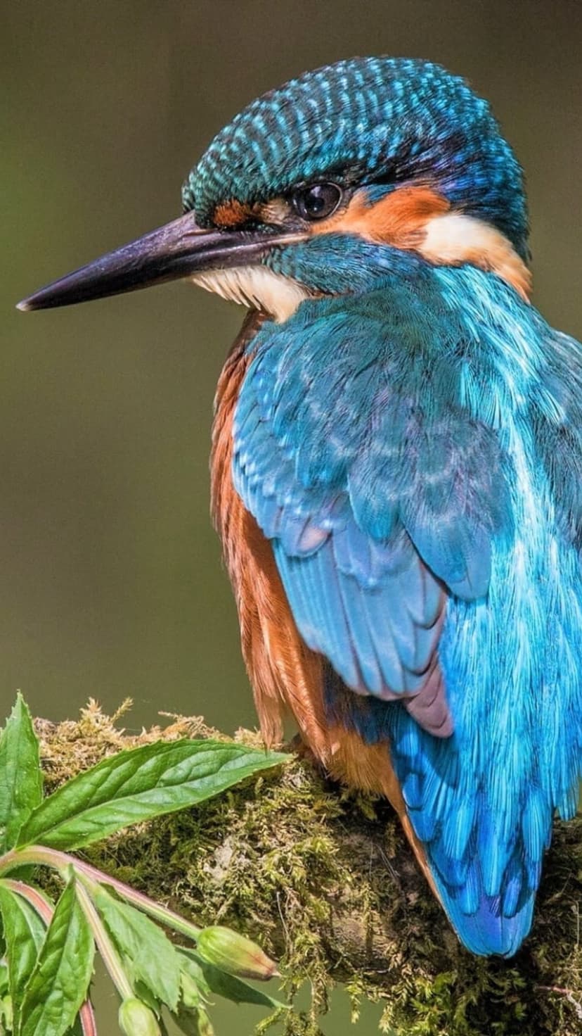Common kingfisher with iridescent blue feathers and orange chest perches on a green mossy branch in close-up.