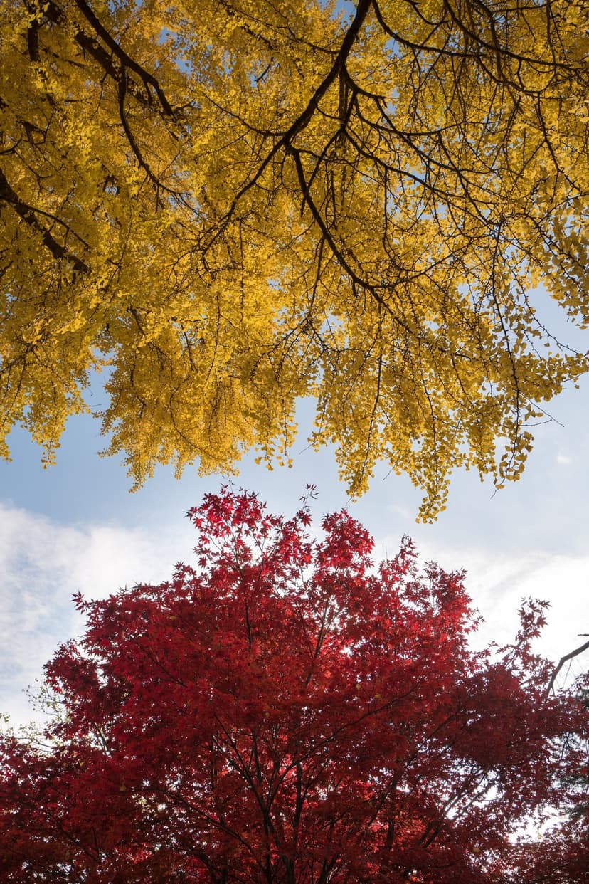 Golden ginkgo and red maple leaves seen from a low angle against a blue sky with soft white clouds in autumn.