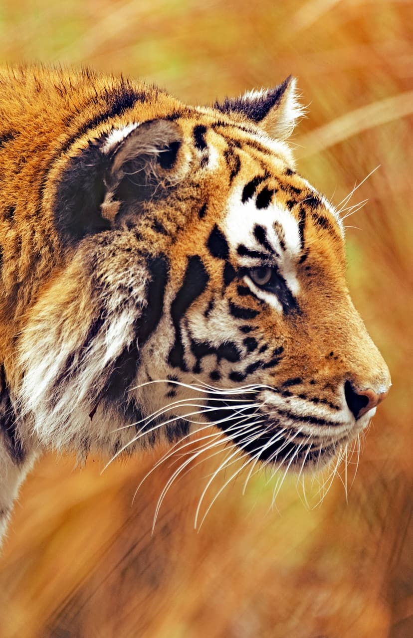 Bengal tiger face with orange fur and black stripes against a soft golden meadow background with white whiskers.