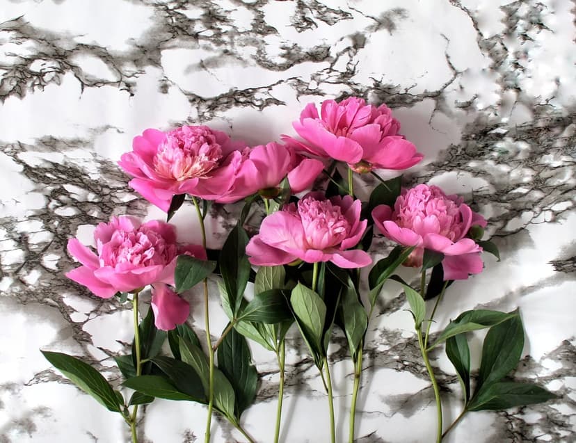 Pink peony flowers with green leaves rest on a black and white veined marble surface in a vertical layout.