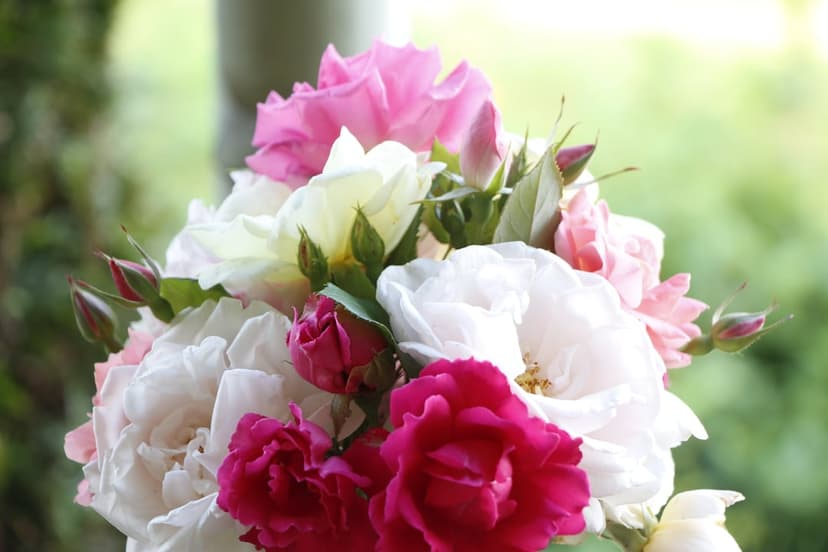 Pink and white rose bouquet with soft petals and green leaves against a blurred natural garden background.