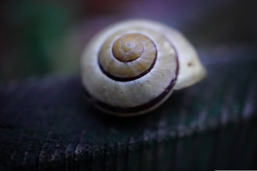 Snail shell with a sharp spiral pattern rests on a dark surface against a blurred green and purple background.