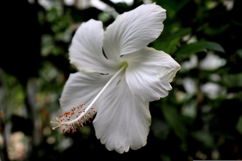 White hibiscus flower with soft petals and a prominent yellow stamen against a blurred green background.