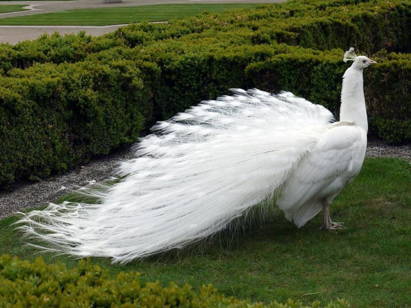 White peacock with a large circular train of feathers standing on a green lawn before manicured garden hedges.