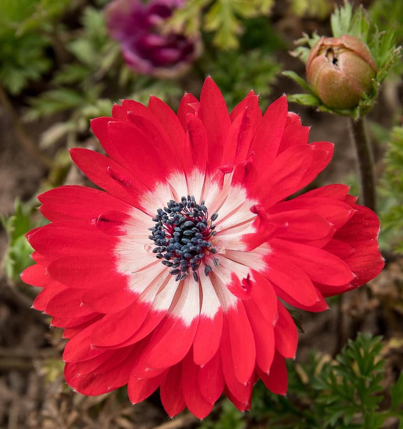 Scarlet anemone flower with a white inner ring and black center against a blurred green leaf background.