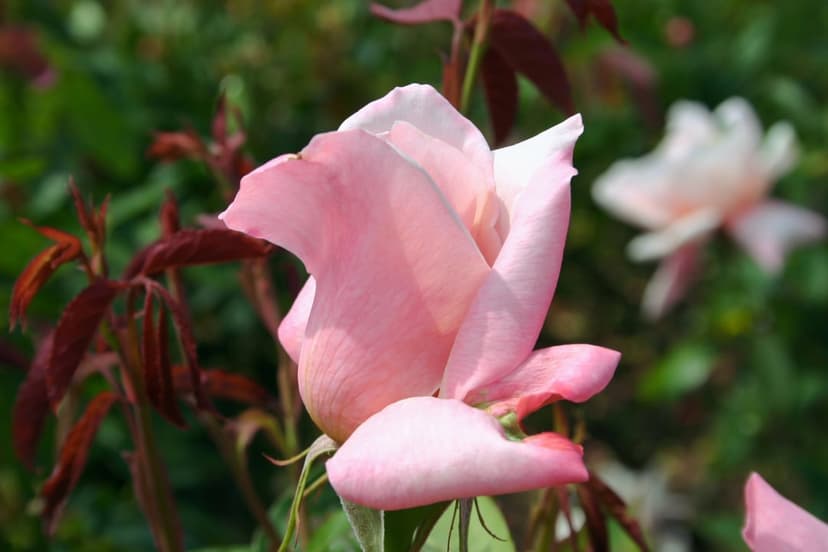 Pink rosebud showing intricate petal textures against a soft bokeh background of green leaves and pale flowers.