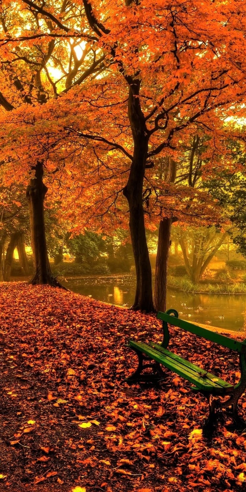 Green park bench surrounded by red autumn leaves reflects in a calm pond under golden afternoon sunlight.