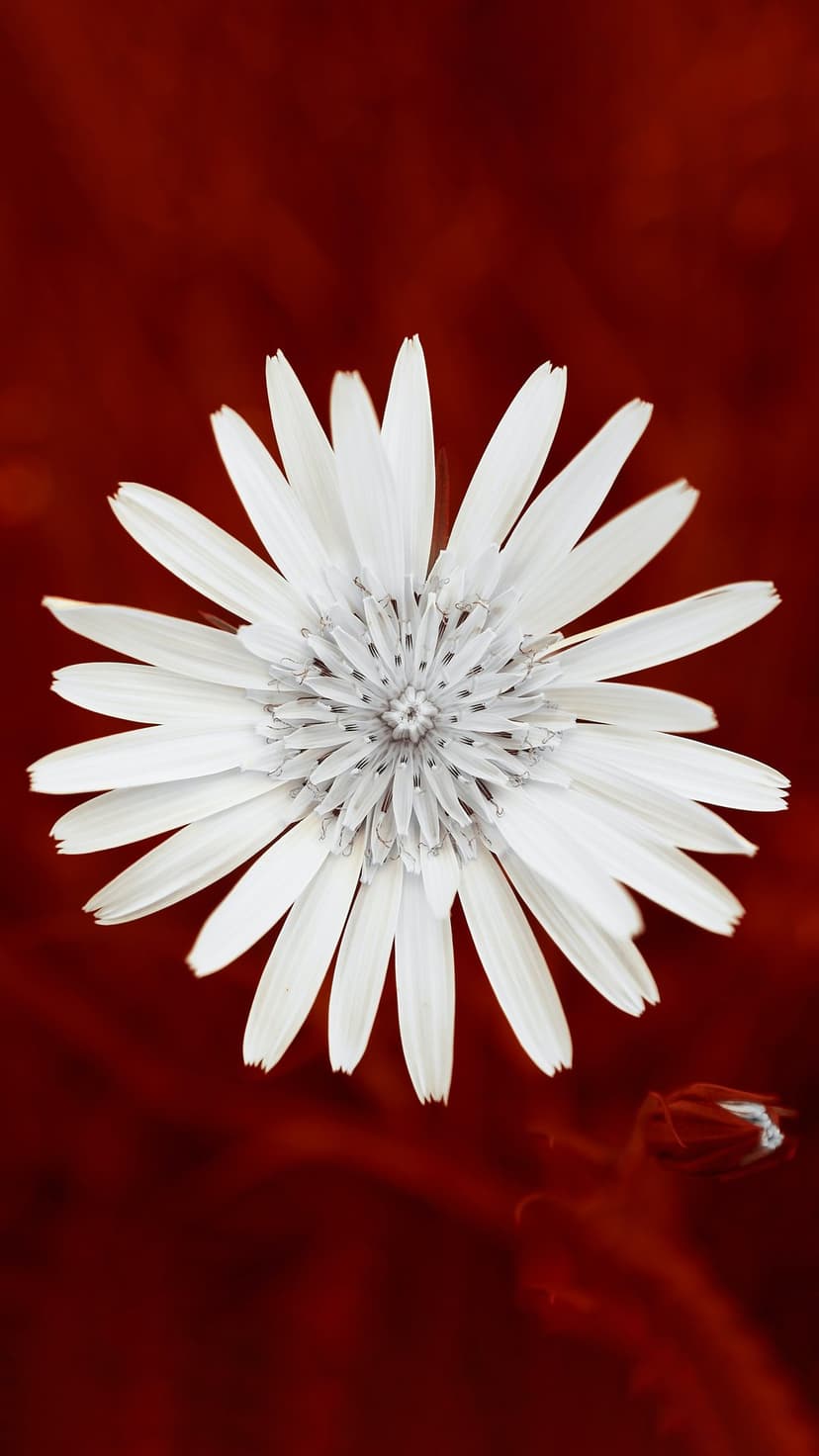 White flower with spiky petals and a textured center stands against a solid dark red background in close-up.