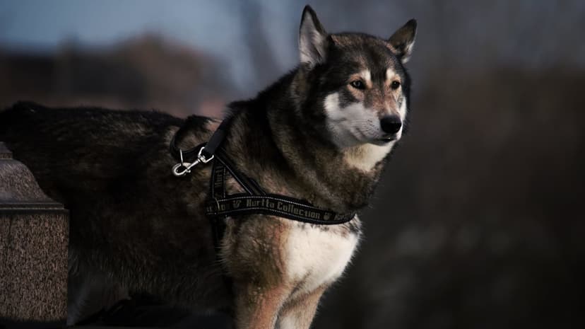 Shiba Inu dog in a black harness stands with a watchful expression in a moody, blurred outdoor environment.