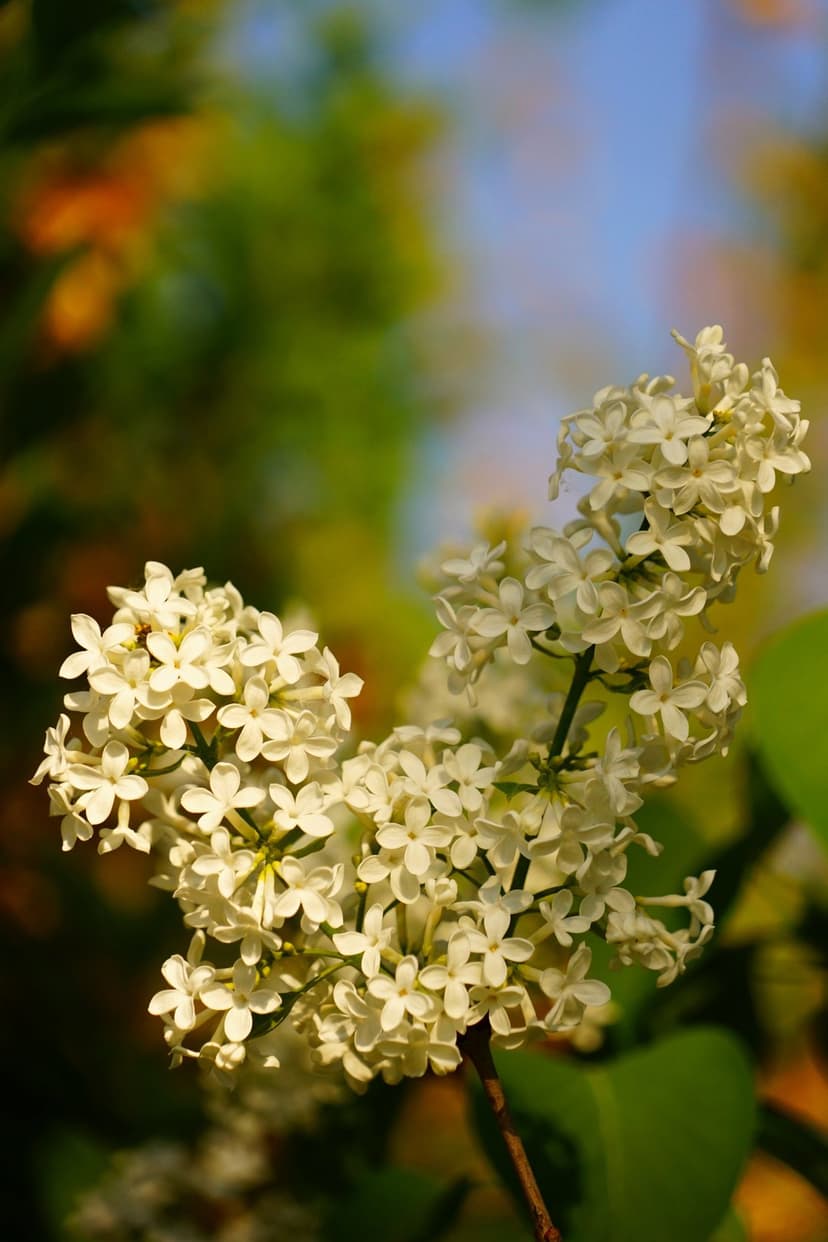 White lilac flower clusters with tiny petals against a blurred green leaf and blue sky background in soft light.