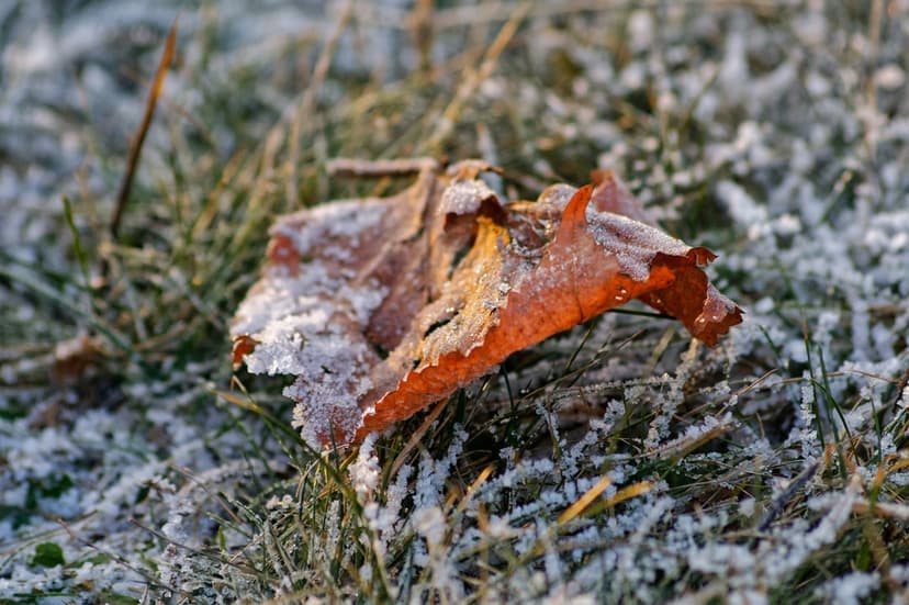 Frosted orange leaf lying on green grass blades with delicate ice crystals and a shallow depth of field effect.