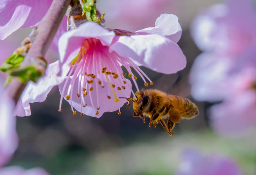 Honeybee with blurred wings hovers near the yellow stamen of a pink cherry blossom against a soft bokeh background.