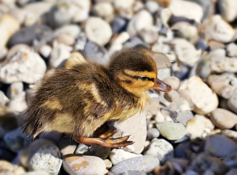 Fluffy brown and yellow duckling sitting on smooth grey pebbles under bright, direct natural sunlight outdoors.