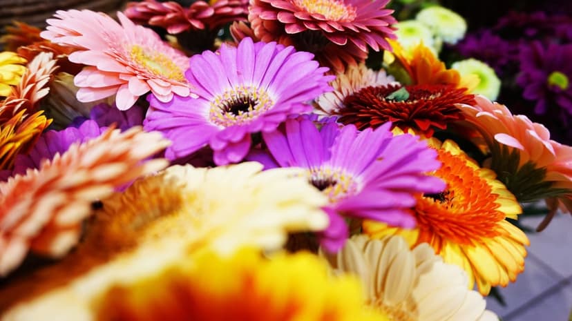Pink, orange, and yellow Gerbera daisies bloom in a tight cluster with a soft-focus cream background.